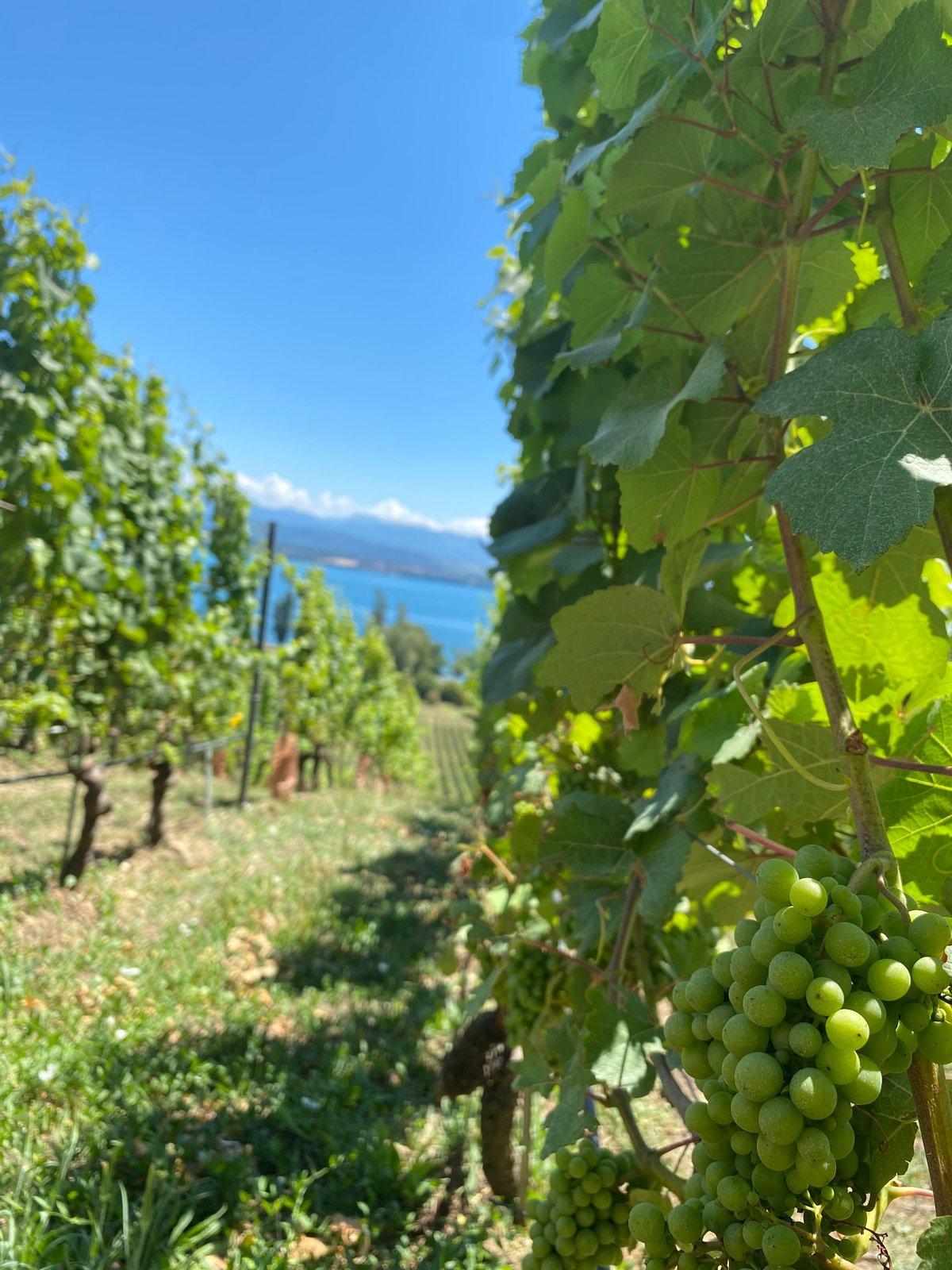 vignes chasselas chateau de crans ete lac leman