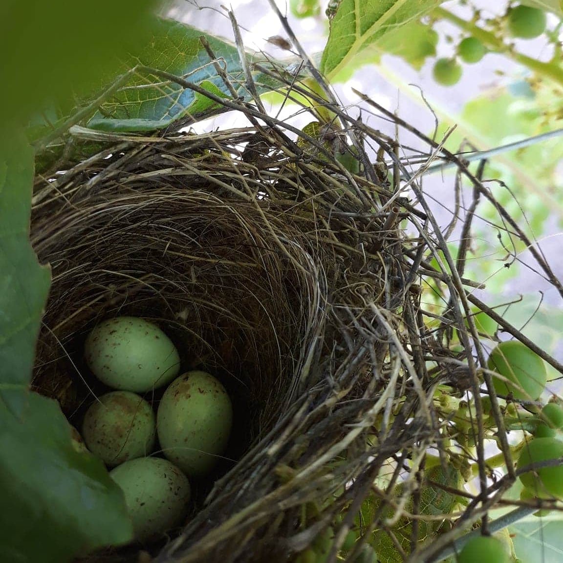 nid oiseau vignoble biodiversite vin bio