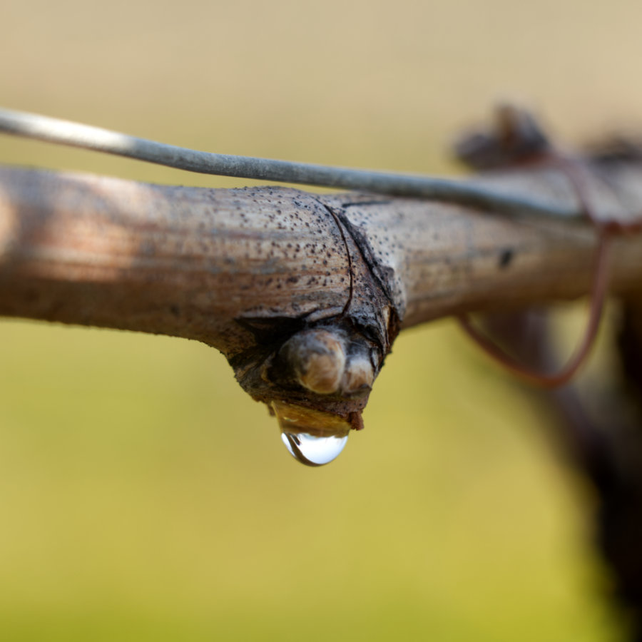 cep vigne goutte