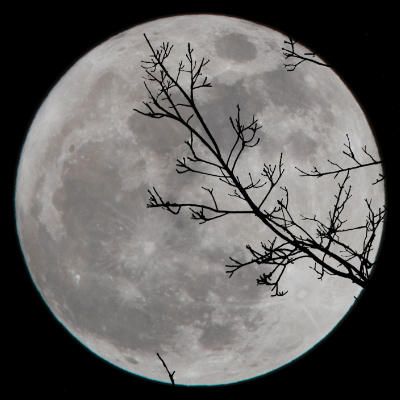 pleine lune avec une branche d'arbre