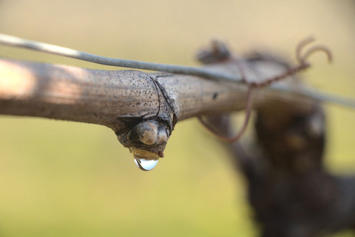 Cycle de la vigne vignoble suisse pleurs