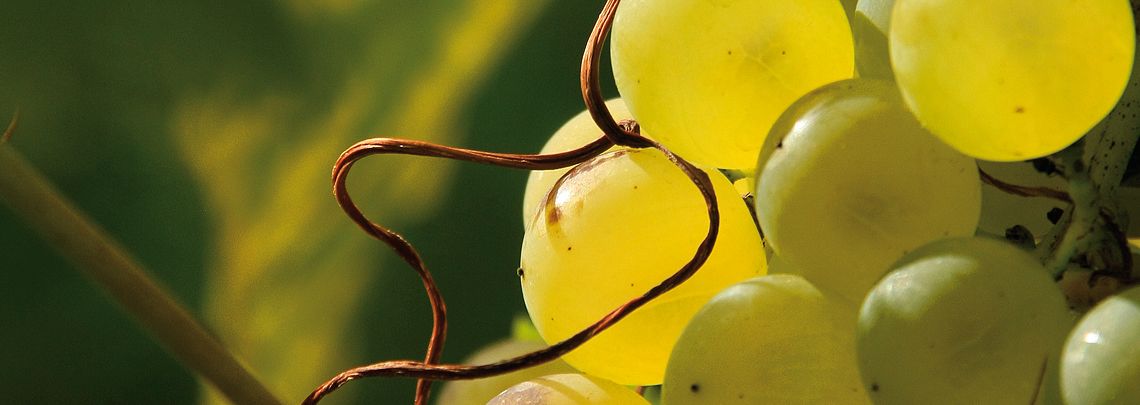 Grain de raisins bio suisse